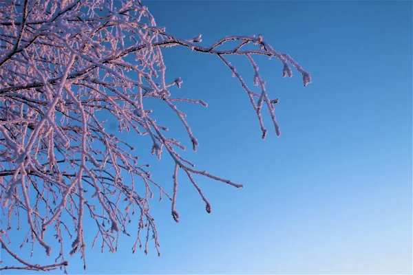 Branches Givre Rose Contre Ciel Bleu — Photo