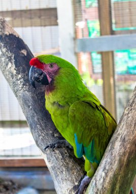 Güzel bir büyük papağan portresi