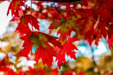 Sonbahar kırmızı akçaağaç yaprakları