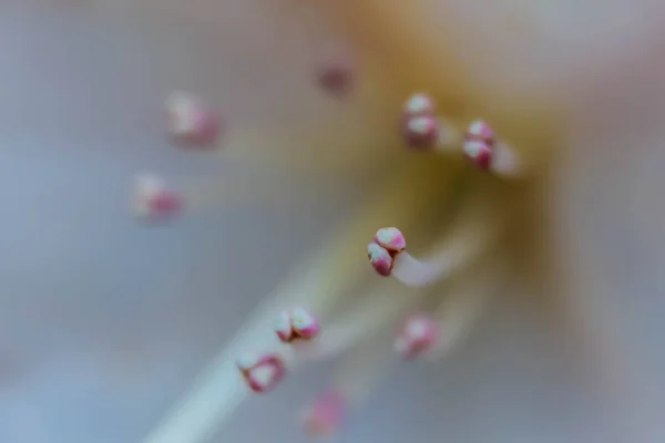 Абстрактний Квітковий Фон Макро Квітковими Тичинками Який Вибірковий Фокус Розмитий — стокове фото