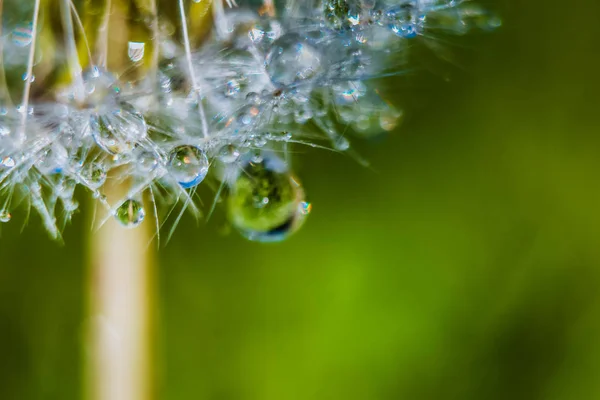 Close up of dandelion with water drops
