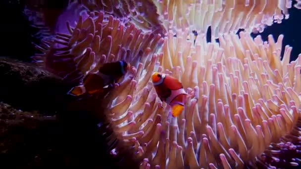 Κλόουν Ψάρια Παίζουν Κοντά Anemone Κάτω Από Νερό — Αρχείο Βίντεο