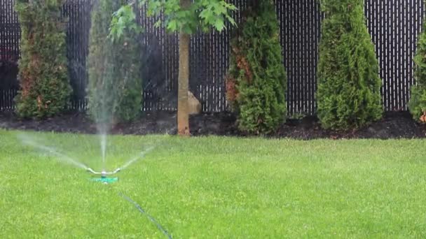 Gräs Sprinkler Vattnar Gräset Bakgården Plats För Text — Stockvideo