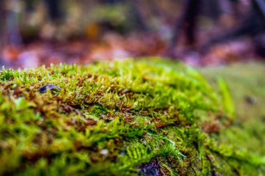 Tahtanın üzerinde seçici yeşil yosun odağı. Islak yosunların makro görünümü. 