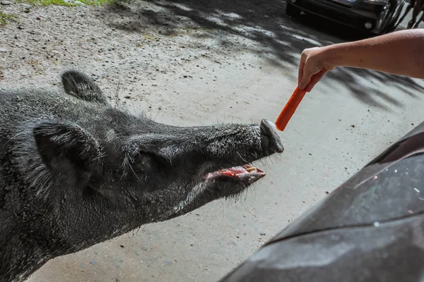 Nutrire Mano Cinghiale Con Una Carota Dal Finestrino Una Macchina — Foto Stock