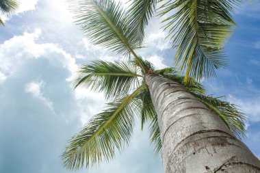 Tropik cennet kumsalı ve kakao palmiyeleri turizm arka planında seyahat eder