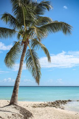 Beyaz kumlu ve kakao palmiyeli tropik cennet kumsalı turizm arka planında seyahat ediyor.