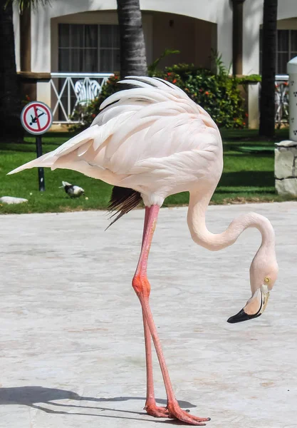 Beautiful pink flamingo . Space for text.