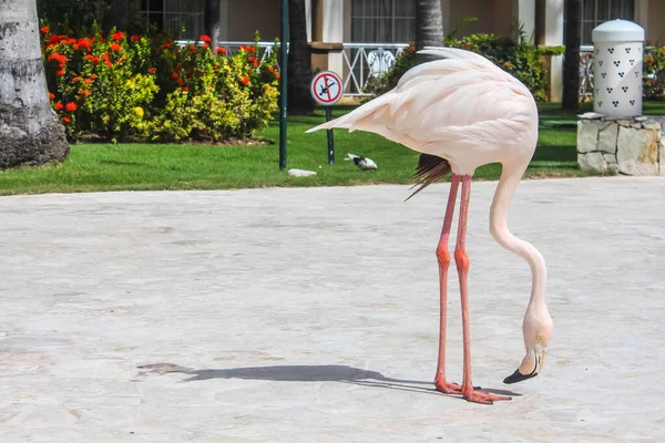 Lindo Flamingo Rosa Espaço Para Texto — Fotografia de Stock