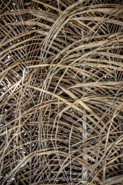 Сухие Листья Кокосовой Пальмы — стоковое фото