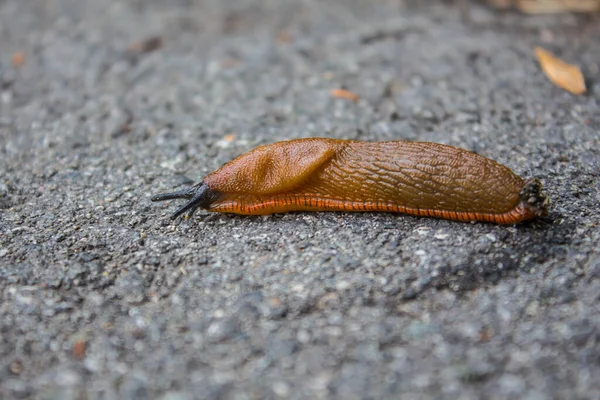 Big Red Slug Sliding Ground Macro Selective Focus — Stock Photo, Image