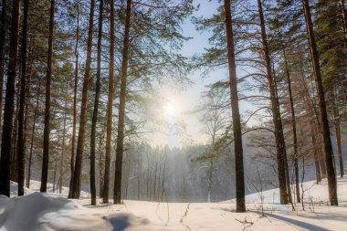 kış orman ağaçları arasında parlak güneş
