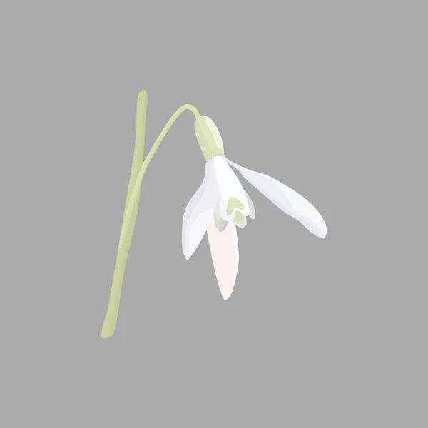 Kar damlası - Galanthus nivalis. Narin kır çiçeğinin el çizimi vektör çizimi