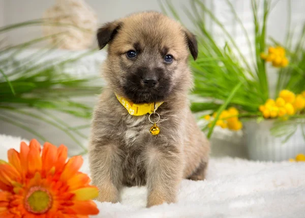 Tüylü köpek yavrusu yaz stüdyoda oturur