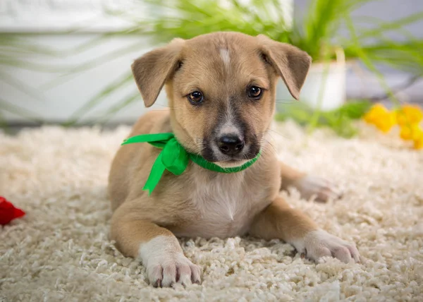 Tüylü köpek yavrusu yaz stüdyoda oturur