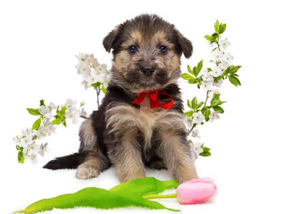 Çiçekli Beyaz bir arka plan üzerinde Kabarık köpek yavrusu.