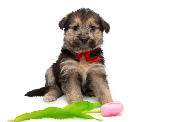 Çiçekli Beyaz bir arka plan üzerinde Kabarık köpek yavrusu.