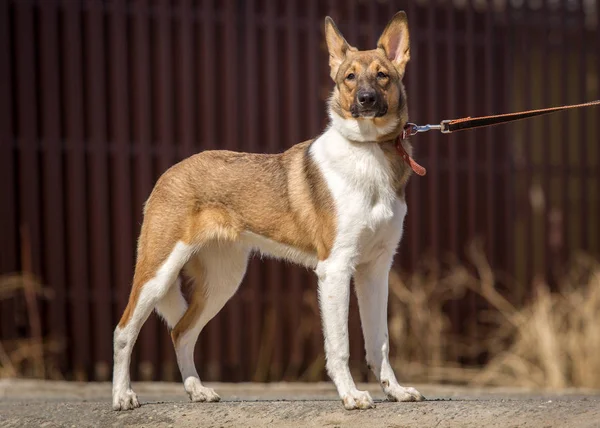 Obediente perro pasea con una correa en el parque — Foto de Stock