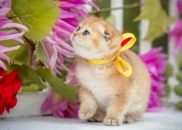 Little fold kitten sits in flowers on the nature — Stock Photo, Image