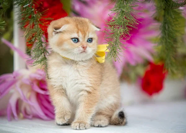 Pequeno gatinho de dobra senta-se em flores na natureza — Fotografia de Stock