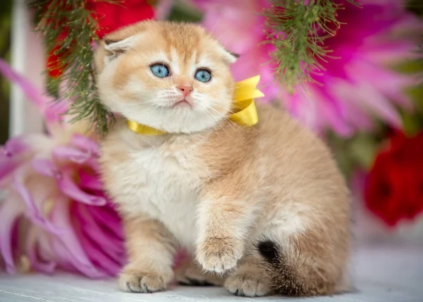 Little fold kitten sits in flowers on the nature — Stock Photo, Image