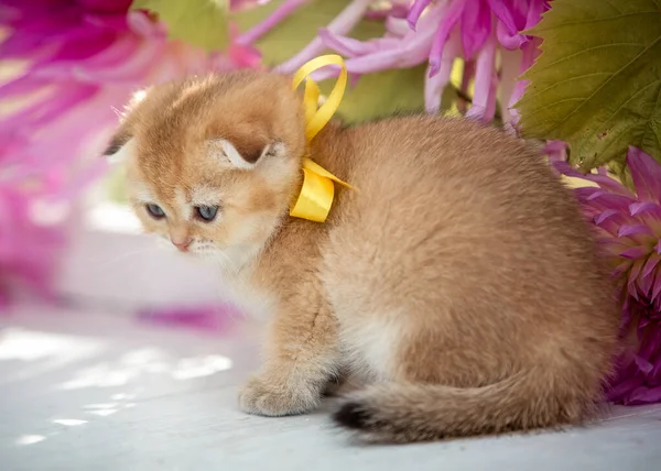 Μικρή αναδιπλούμενη γατούλα κάθεται σε λουλούδια στη φύση — Φωτογραφία Αρχείου