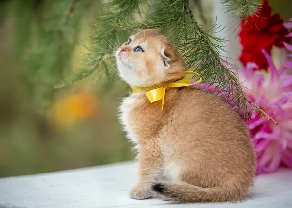 Little fold kitten sits in flowers on the nature — Stock Photo, Image