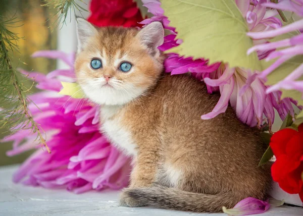 Küçük katlanmış kedi yavrusu çiçeklerin arasında oturur.