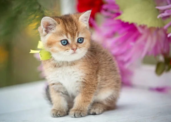 Pequeño gatito plegable se sienta en flores en la naturaleza — Foto de Stock