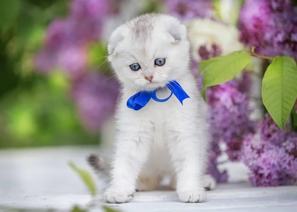 Kleines Faltkätzchen Sitzt Auf Einem Hintergrund Aus Blumen — Stockfoto