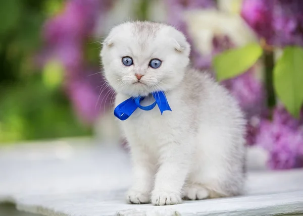 Little Fold Kitten Sits Background Flowers — Stock Photo, Image