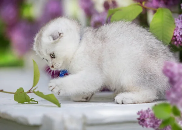 Little Fold Kotek Siedzi Tle Kwiatów — Zdjęcie stockowe