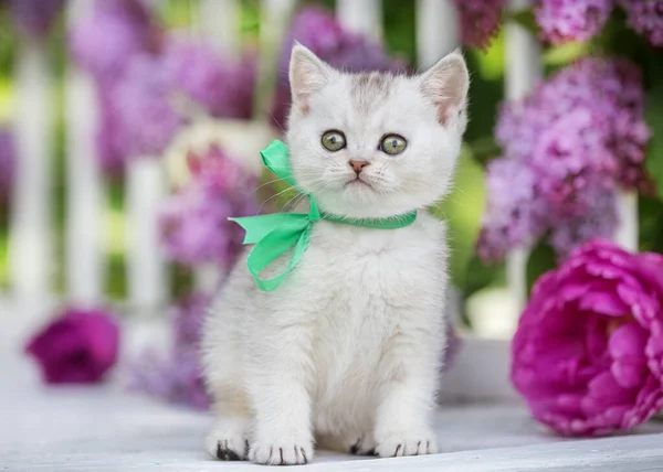 Kleines Schottisches Kätzchen Sitzt Auf Einem Hintergrund Aus Blumen — Stockfoto
