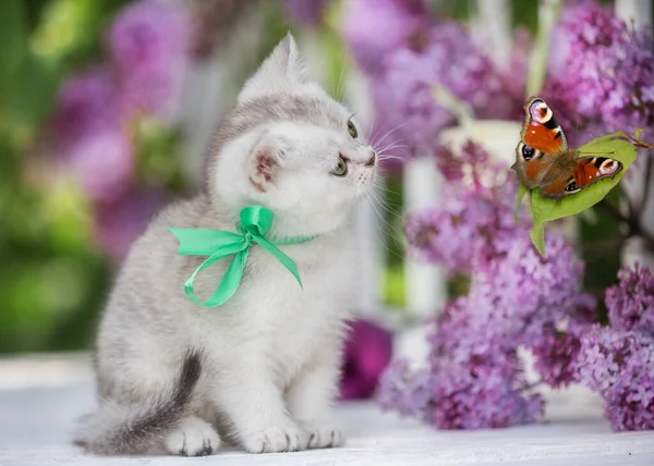 Kleines Schottisches Kätzchen Sitzt Auf Einem Hintergrund Aus Blumen — Stockfoto