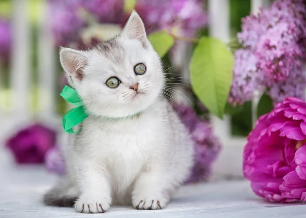 Little Scottish Kitten Sits Background Flowers — Stock Photo, Image