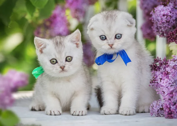 Two Little Fluffy Kittens Sit Background Flowers — Stock Photo, Image