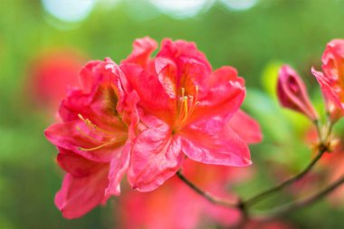 Muhteşem renkler ve parlaklık, renk çeşitliliği, çiçek açan rhododendronlar.