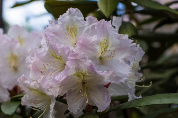Nádherné Barvy Jas Barevná Odrůda Kvetoucí Rododendrony — Stock fotografie