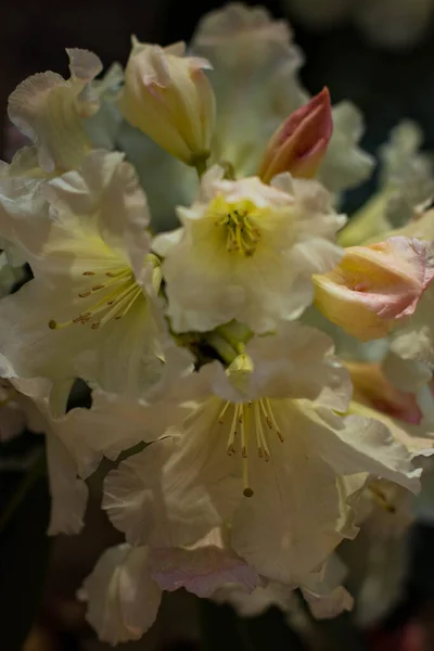 Nádherné Barvy Jas Barevná Odrůda Kvetoucí Rododendrony — Stock fotografie