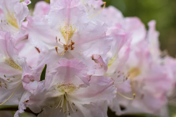Couleurs Luminosité Magnifiques Variété Couleurs Rhododendrons Fleuris — Photo