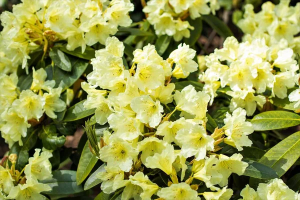Couleurs Luminosité Magnifiques Variété Couleurs Rhododendrons Fleuris — Photo