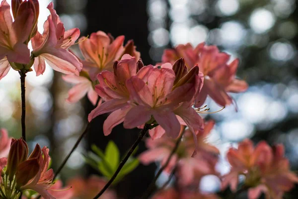 Cores Magníficas Brilho Variedade Cores Rododendros Floridos — Fotografia de Stock