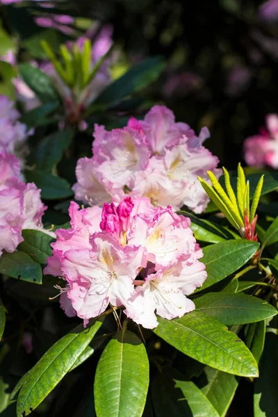 Magnificent Colors Brightness Color Variety Flowering Rhododendrons — Stock Photo, Image