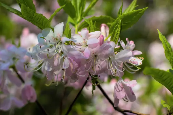 Couleurs Luminosité Magnifiques Variété Couleurs Rhododendrons Fleuris — Photo