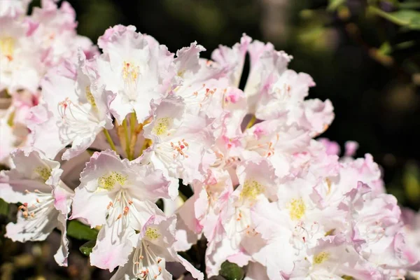 Nádherné Barvy Jas Barevná Odrůda Kvetoucí Rododendrony — Stock fotografie