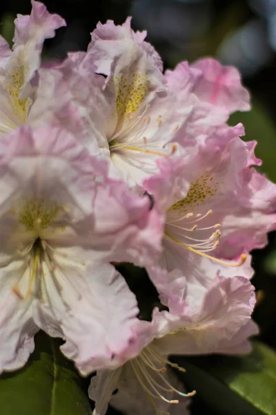 Nádherné Barvy Jas Barevná Odrůda Kvetoucí Rododendrony — Stock fotografie