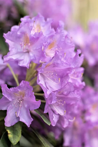 Magníficos Colores Brillo Variedad Colores Rododendros Florecientes — Foto de Stock