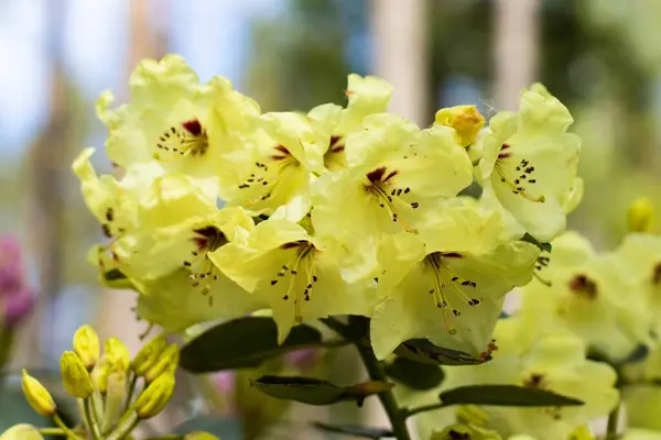 Couleurs Luminosité Magnifiques Variété Couleurs Rhododendrons Fleuris Images De Stock Libres De Droits