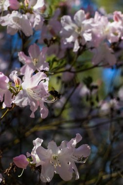 Çiçek açan ve rengarenk rhododendronlar, bahar parkında bir renk kargaşası ve renk doygunluğu. 