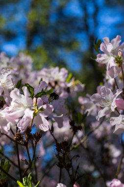 Çiçek açan ve rengarenk rhododendronlar, bahar parkında bir renk kargaşası ve renk doygunluğu. 